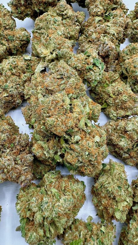 CBD Hanfblüten MONTECARLO KUSH – Luxus, Aroma und Natürliche Entspannung